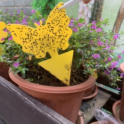 Klæbrig fluefanger / fluepapir, 10 stk.